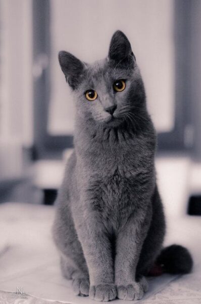 gato ruso azul también conocido como Russian Blue mirando a cámara de color gris con ojos marrones