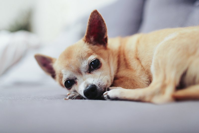 Chihuahua Images | Free Photos, PNG Stickers, Wallpapers & Backgrounds - rawpixel